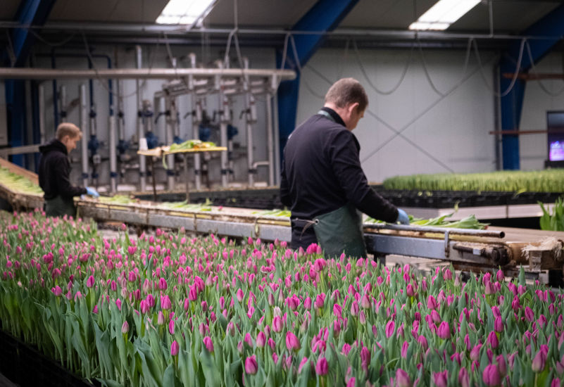 Tulip nursery