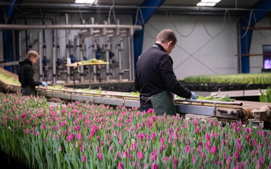 Tulip nursery