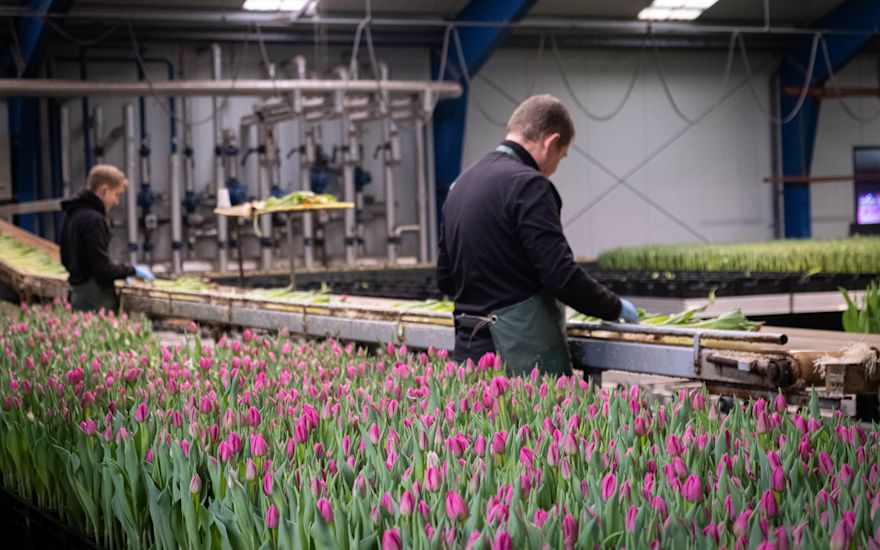 Tulip nursery