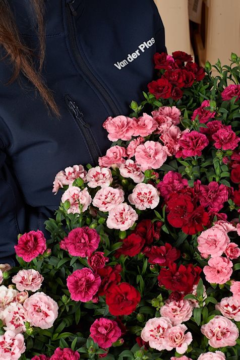 Dianthus bedding plants