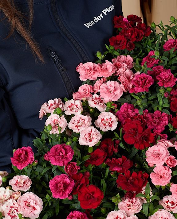 Dianthus bedding plants