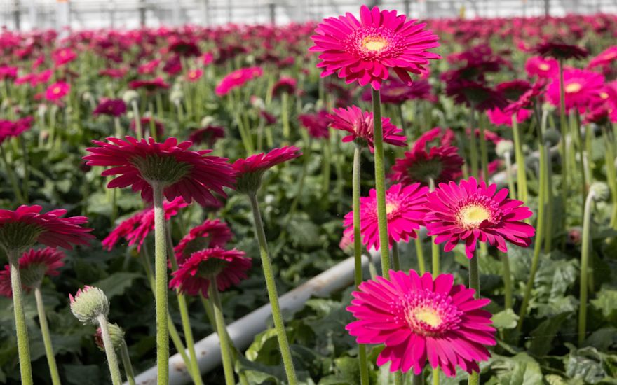 Summit Gerbera