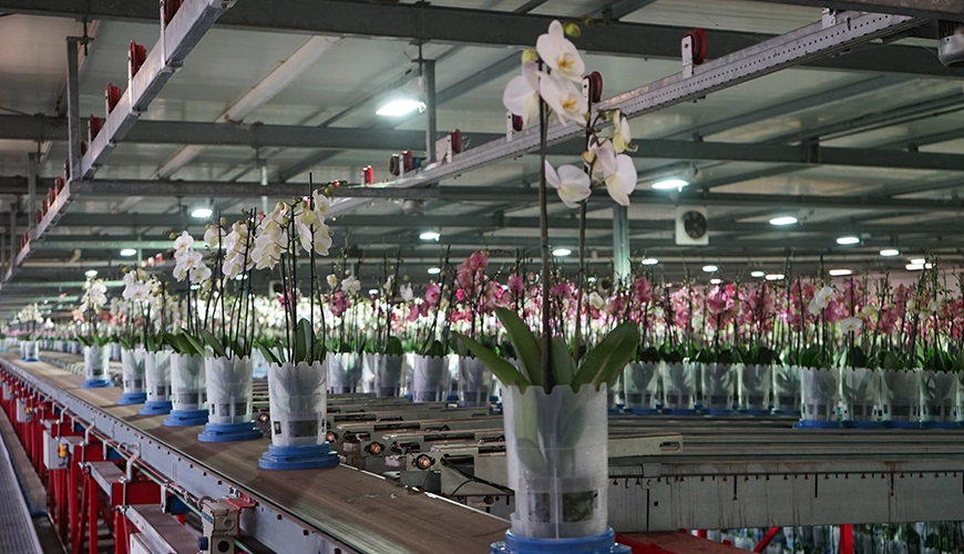 White Phalaenopsis at LevoPlant
