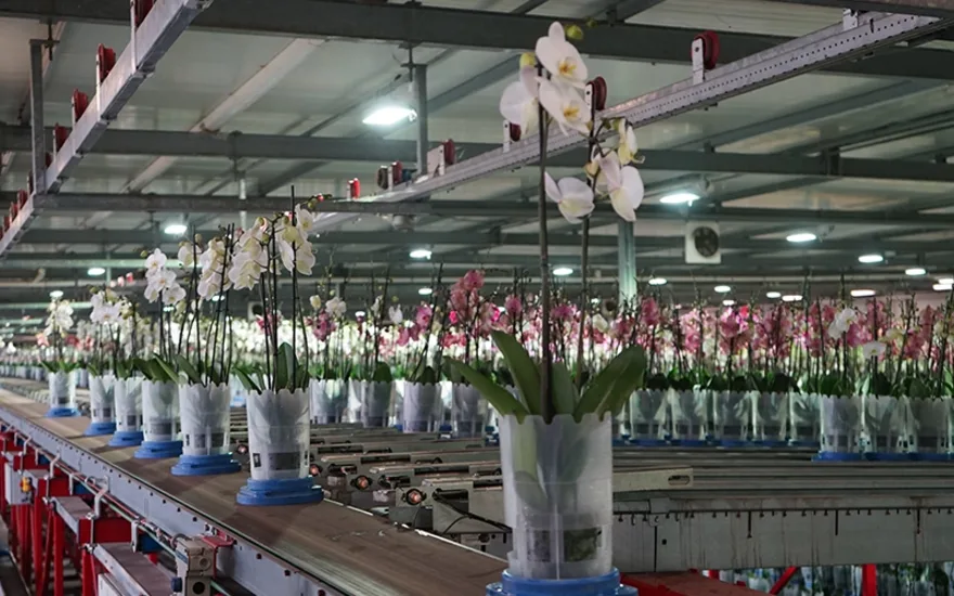 White Phalaenopsis at LevoPlant