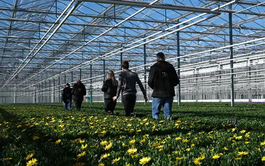 Grootscholten drivhus