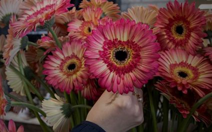 Gerbera růžová a krémová