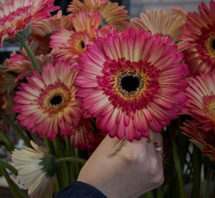 Gerbera pink og creme