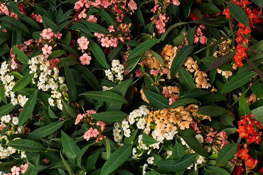 Pflanzengrohandel fr Floristen | Online bestellen B2B | Van der Plas