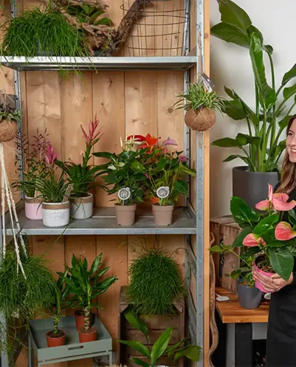 Plants in a flower shop