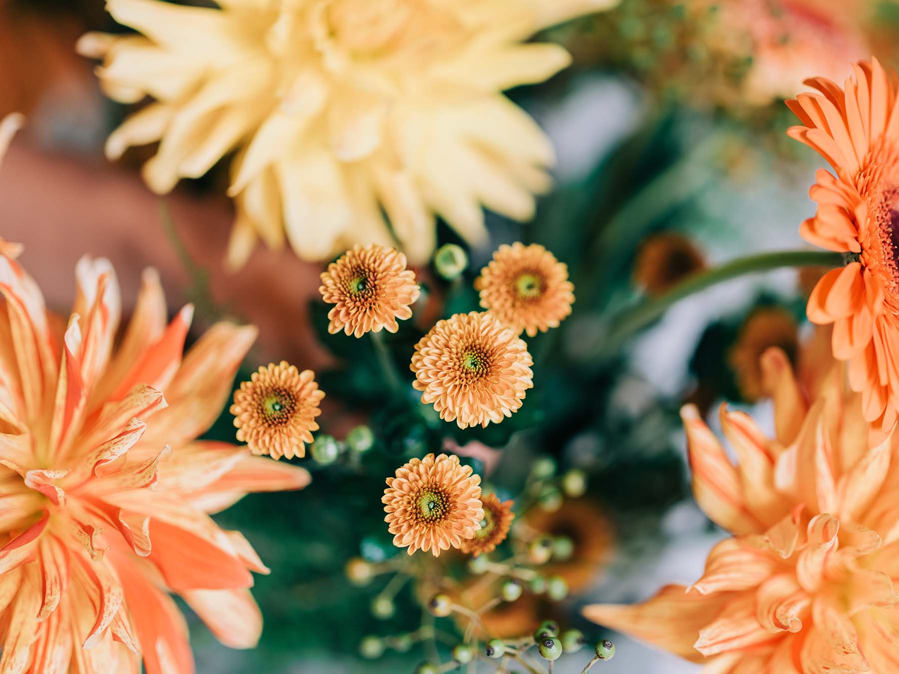Chrysanten sfeershoot oranje geel B 1022 verkleind (5)