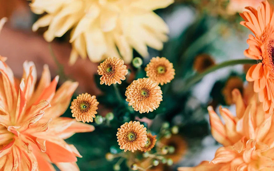 Chrysanten sfeershoot oranje geel B 1022 verkleind (5)