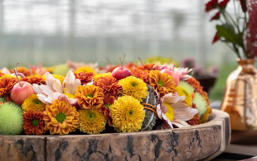 Zentoo Chrysanten (1 van 1)-19