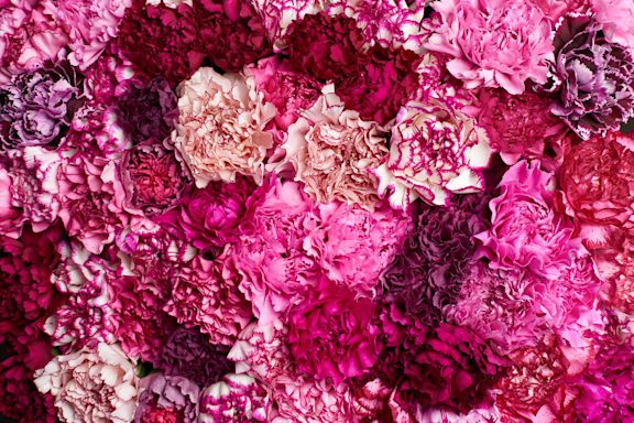 Nelken rosa und lila