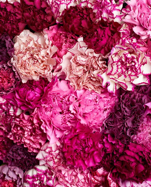 Carnations pink and purple