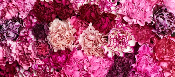 Carnations pink and purple