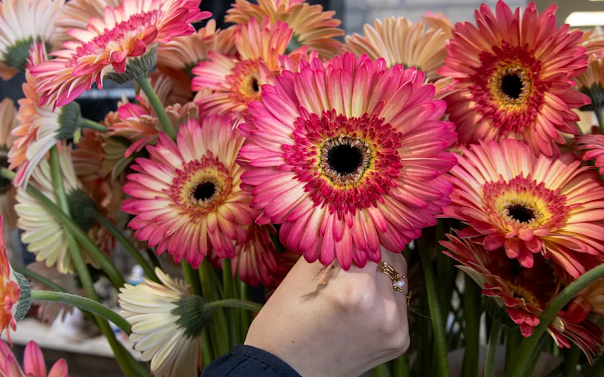 Summit gerbera greenhouse