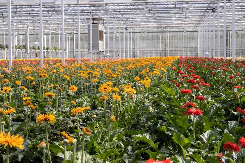 Ein Feld voller Gerbera