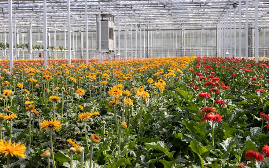 Een veld gerbera’s