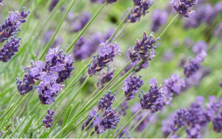 Lavendel tæt på