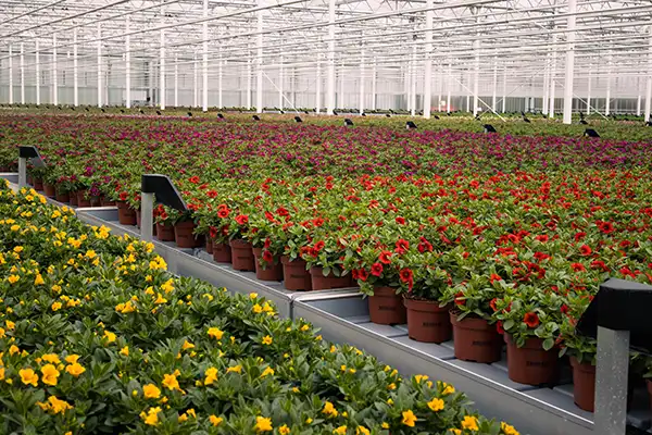 Beddingplanter Grootscholten