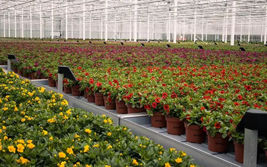 Beddingplanter Grootscholten