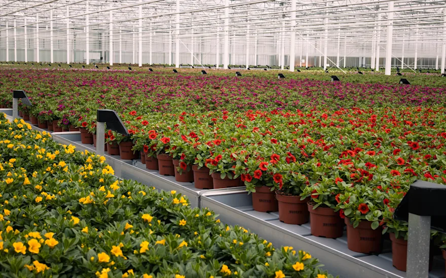 Florists choose Grootscholten