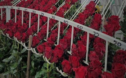 Červené růže z Ekvádoru