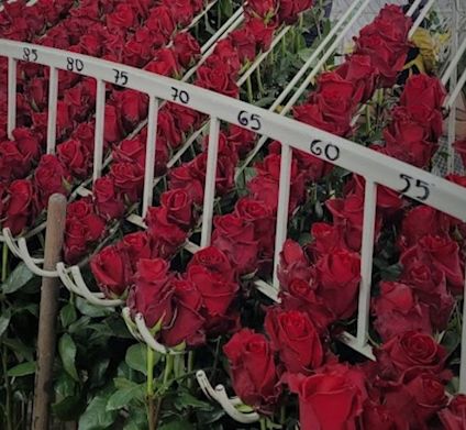 Ecuador Rote Rosen Blumen für Floristen, Täglich frische Blumen | Van der Plas