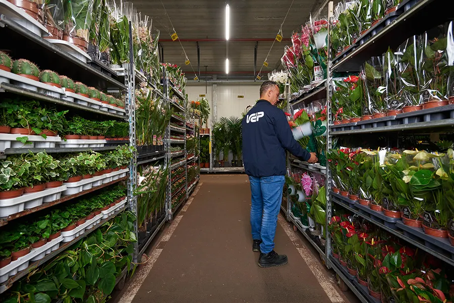 Grossiste en plantes 3