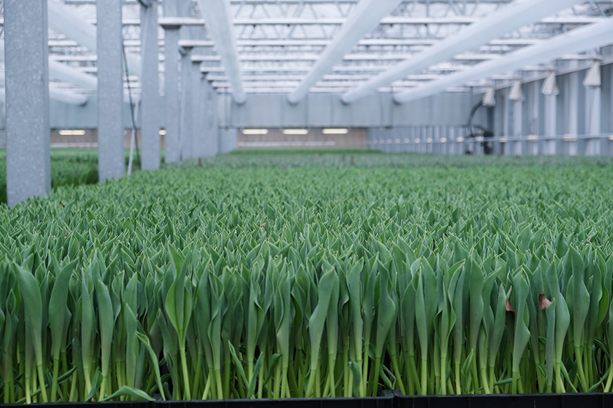Pépinière de tulipes PolderPride