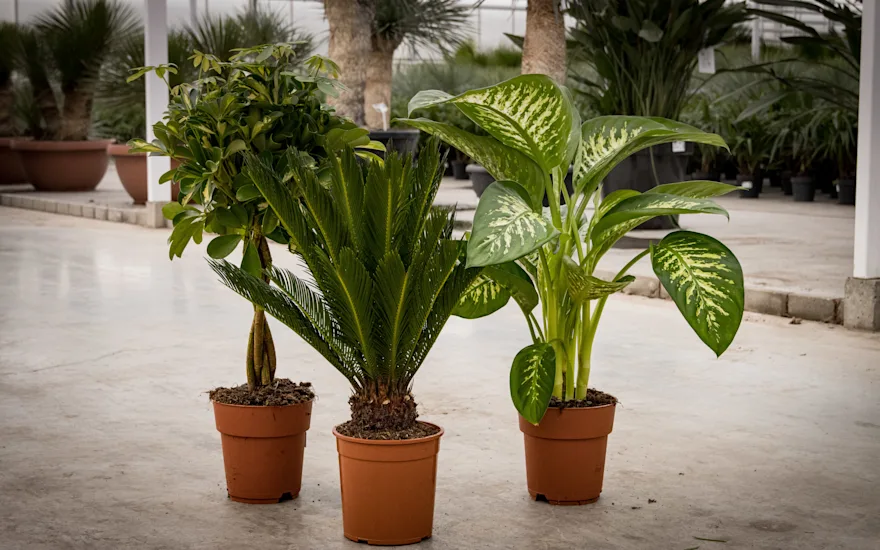 Dieffenbachia, Cycas Sagopalm, Schefflera