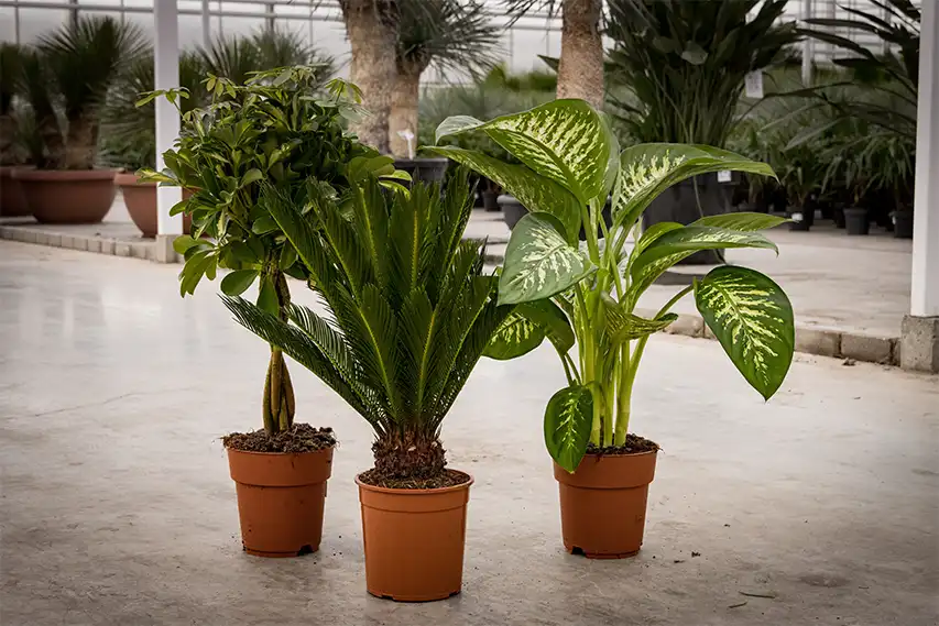 Dieffenbachia, Cycas sago palm, Schefflera