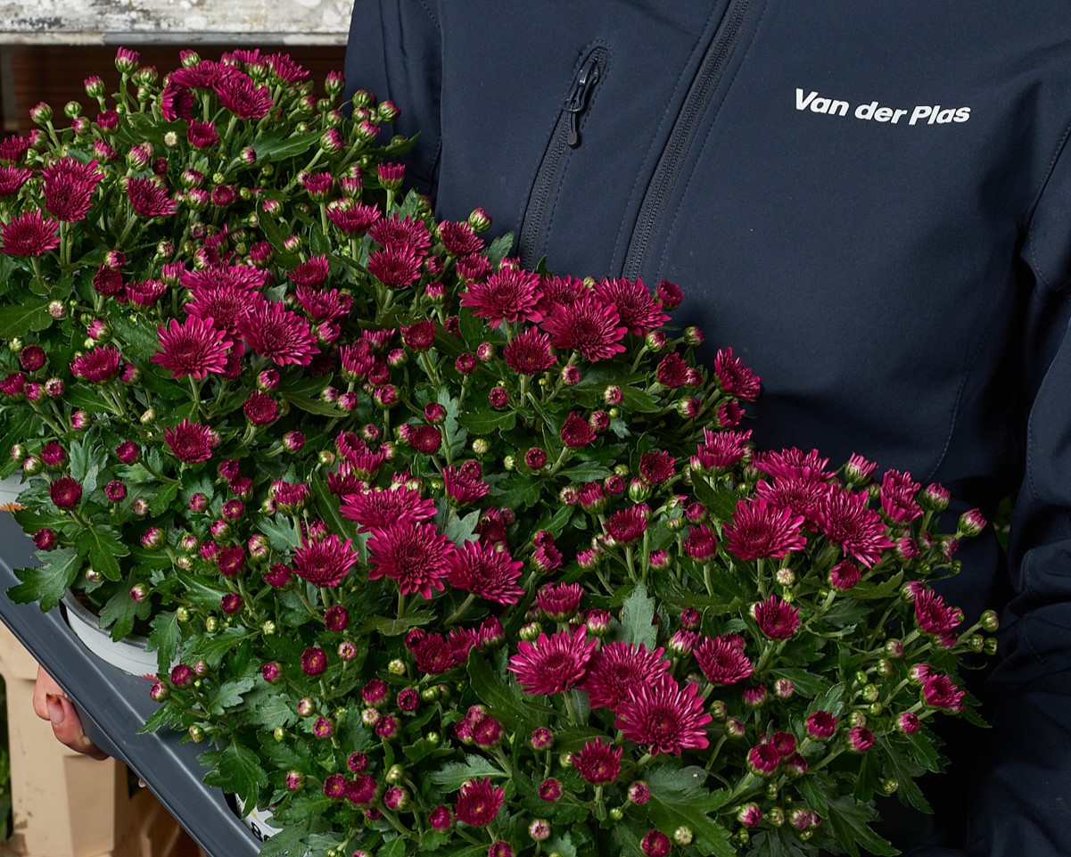 Frische Chrysanthemen Großhandel Deutschland für Floristen