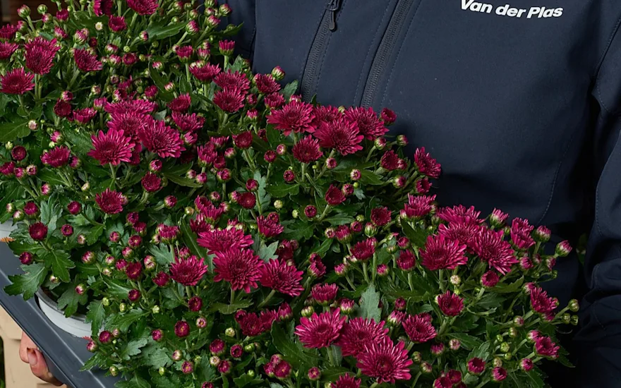 Frische Chrysanthemen Großhandel Deutschland für Floristen