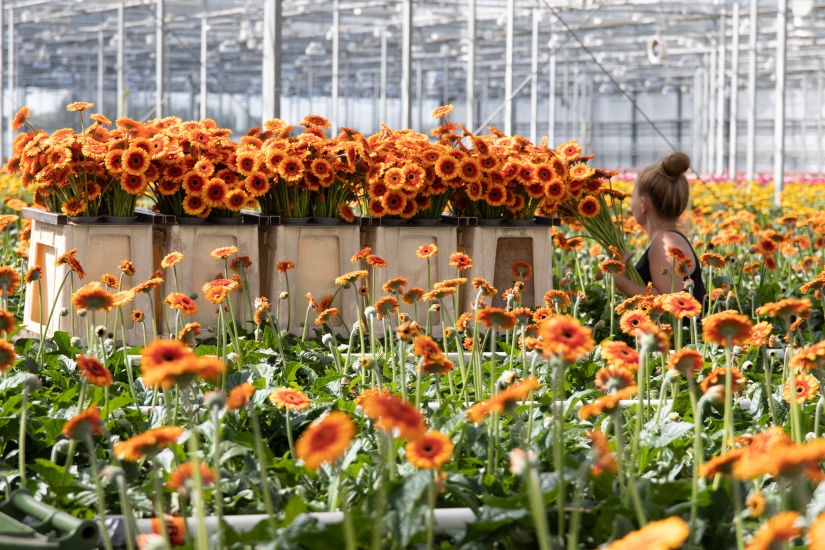 Summit Gerbera