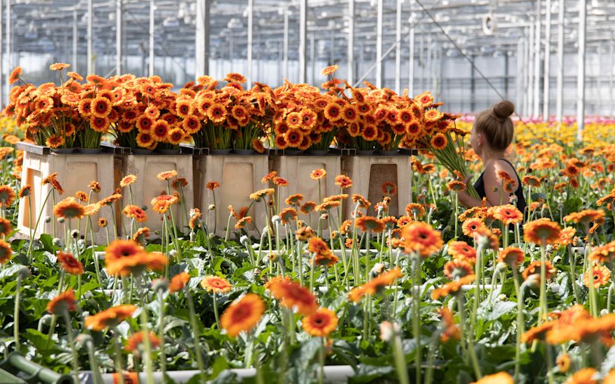 Summit Gerbera