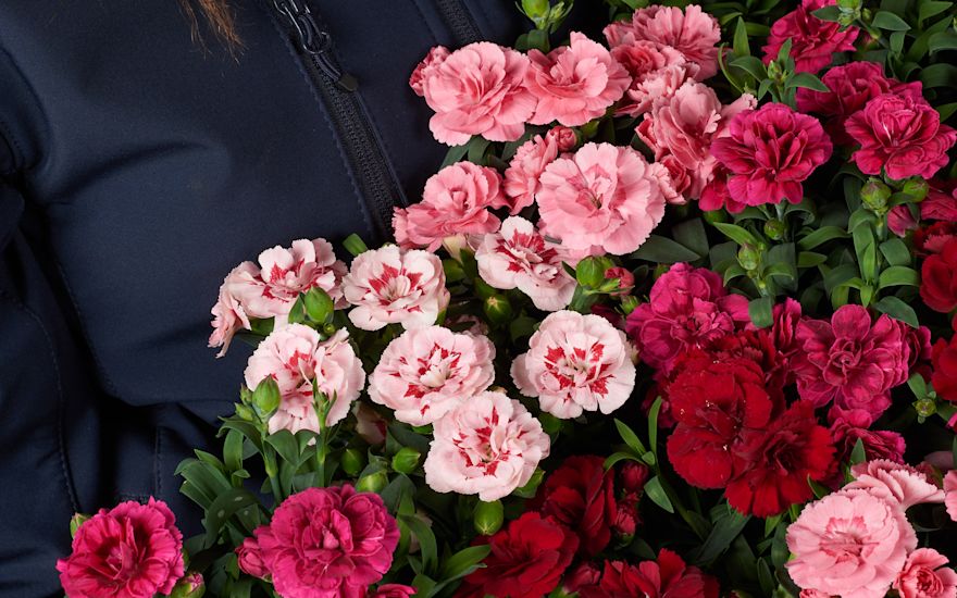 Dianthus