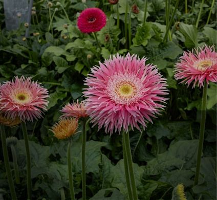 Rosa Gerbera