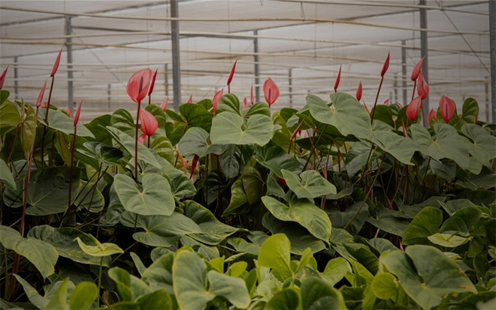 Roze anthurium in kas