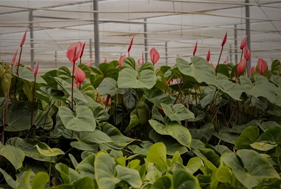 Pink anthurium in greenhouse