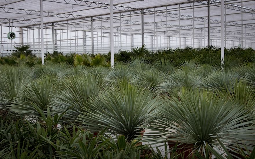 Huiskamerplanten groothandel