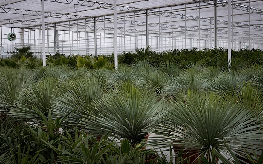 Wholesale houseplants