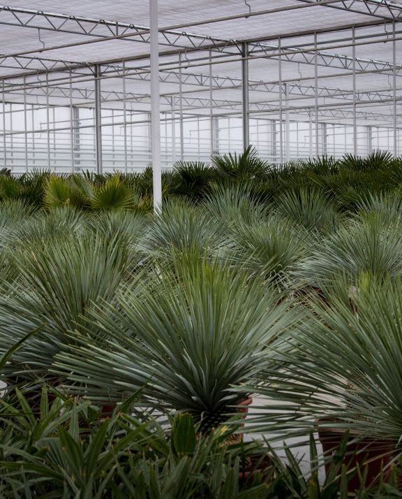 Plantes d'intérieur en gros