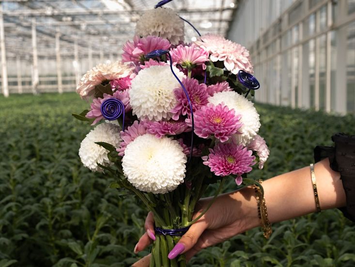 Pink and white chrysanthemums 