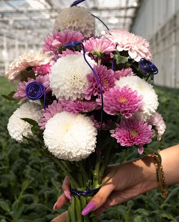 Rosa und weiße Chrysanthemen