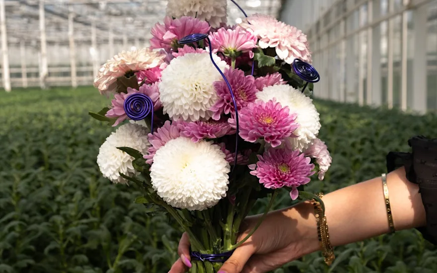 Růžové a bílé chryzantémy