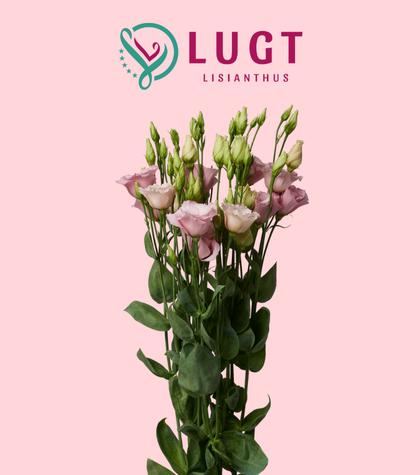 Meet Lugt Lisianthus