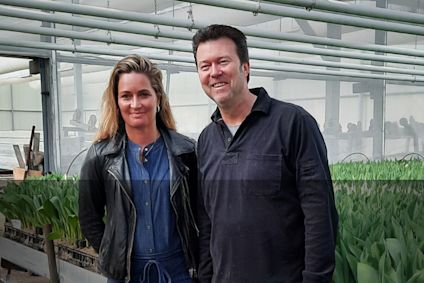 Tulipandyrkere i drivhuset sitt