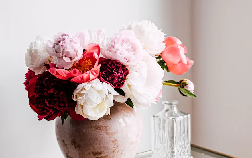 pioenen,roze,24 (25).2