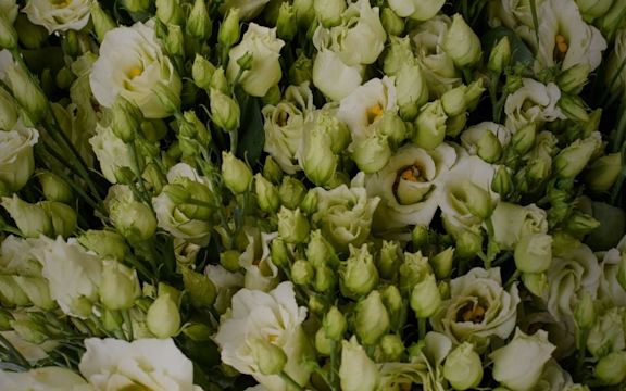 Lisianthus Blumen weiß